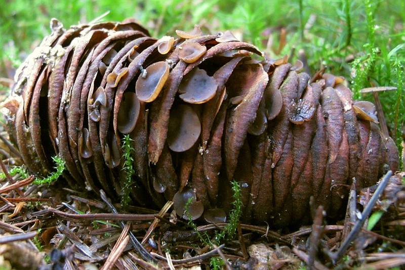 Ciboria rufofusca (door Marian Jagers)