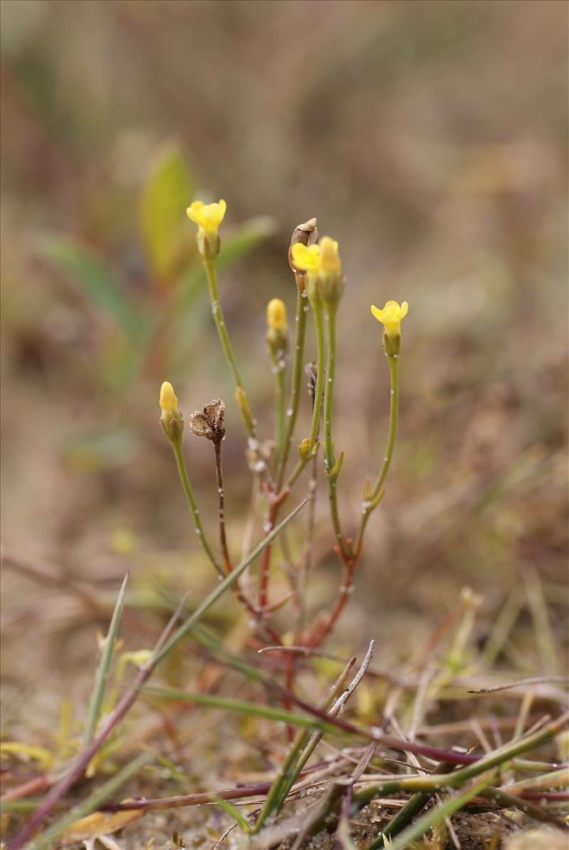 Cicendia filiformis (door Adrie van Heerden)