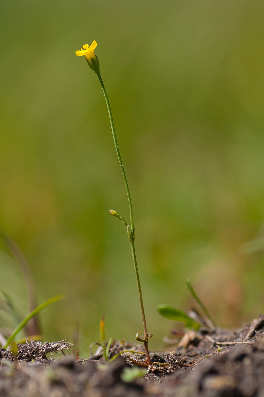 Cicendia filiformis (door Bert Blok)