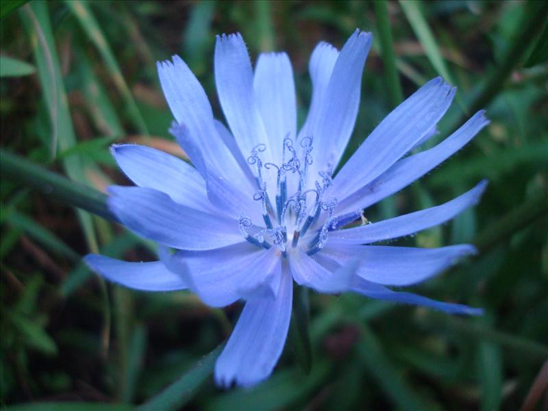 Cichorium intybus (door Michael Inden)