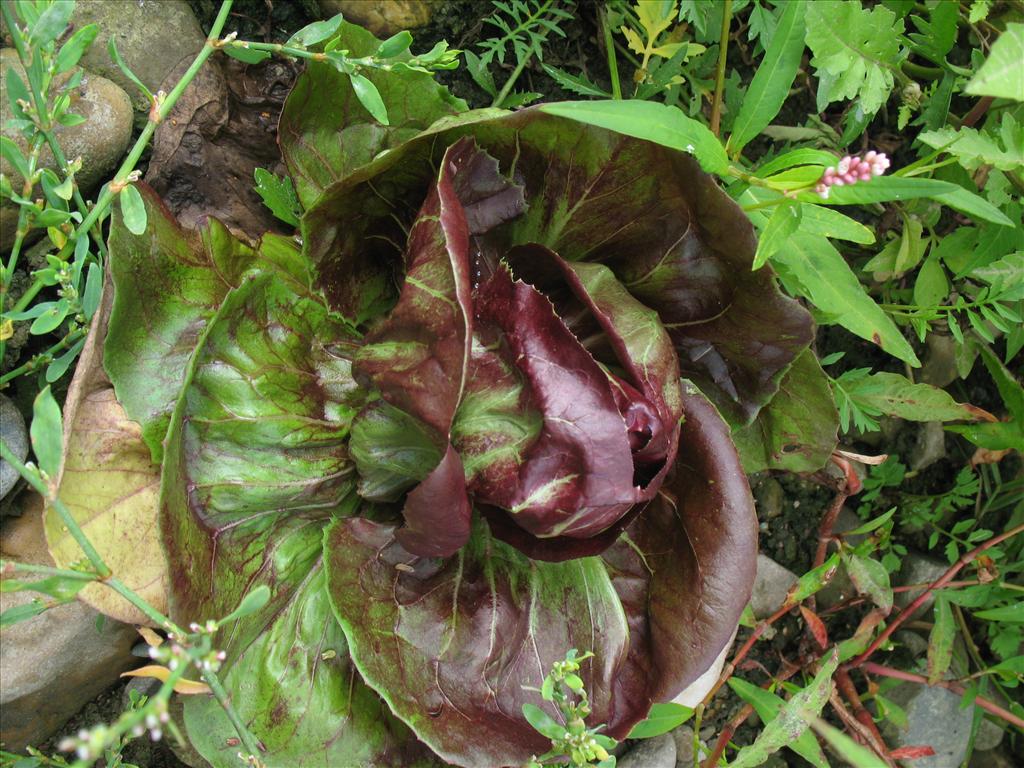 Cichorium endivia (door Rutger Barendse)