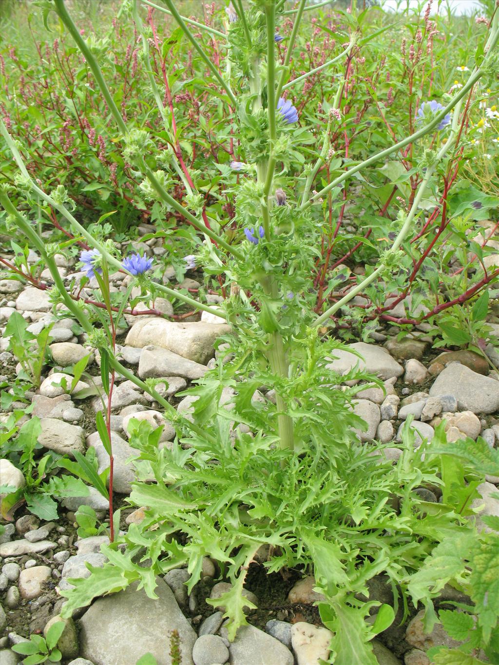 Cichorium endivia (door Rutger Barendse)