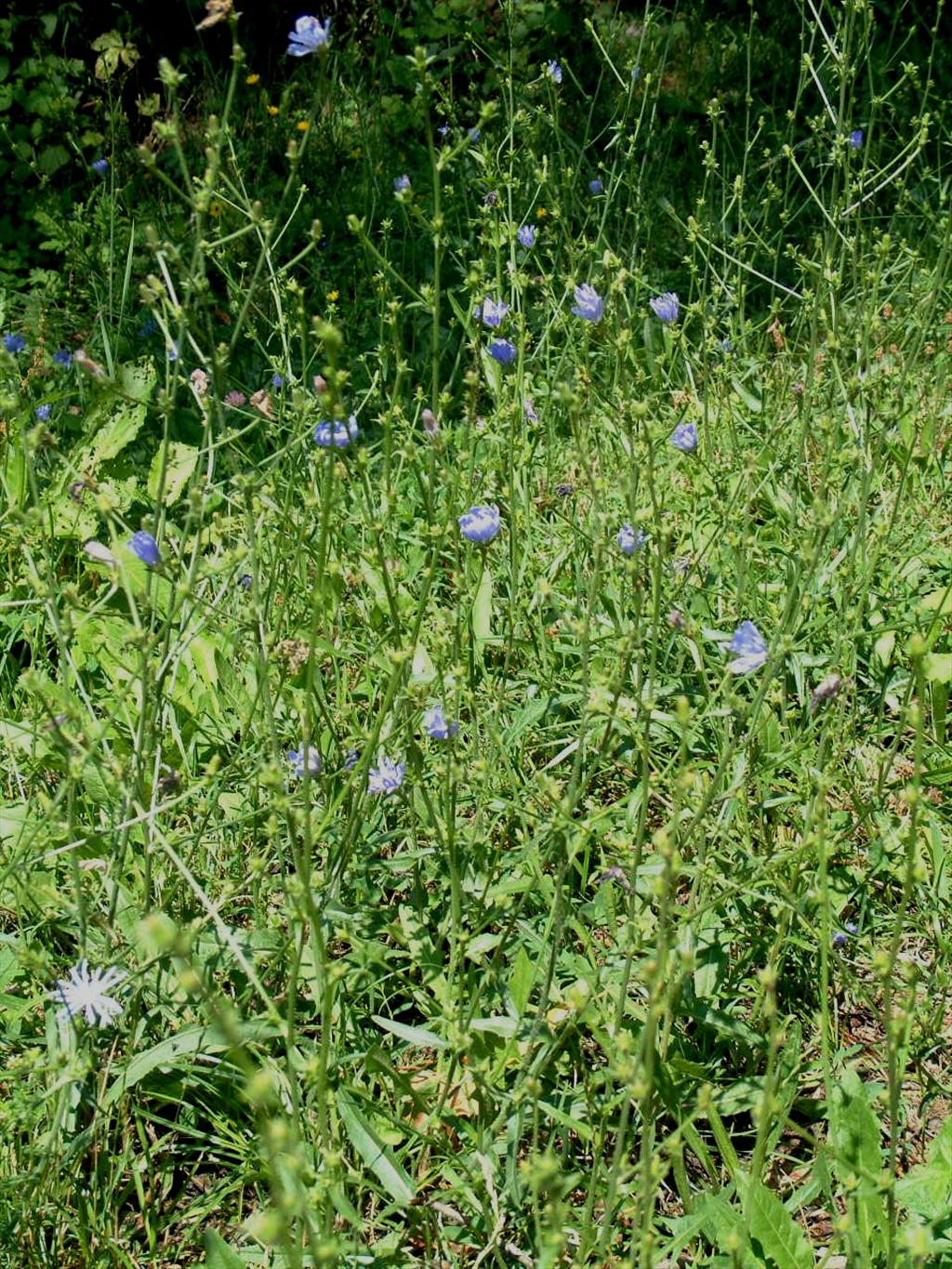 Cichorium intybus (door Adrie van Heerden)