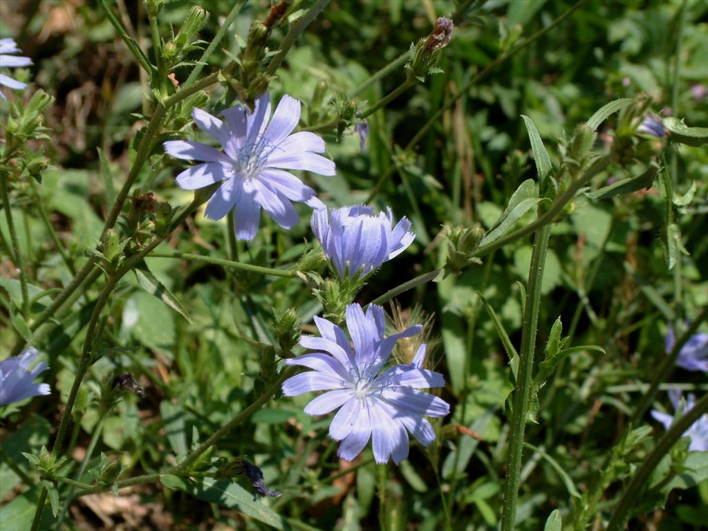 Cichorium intybus (door Adrie van Heerden)