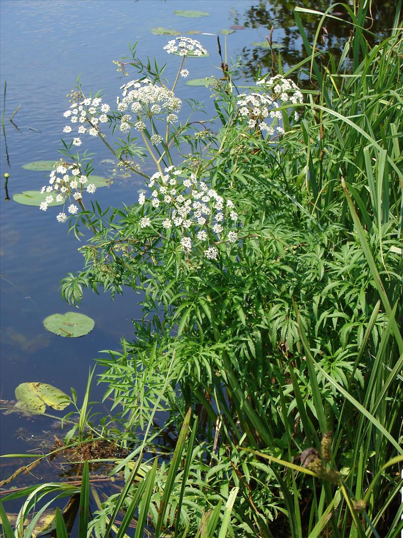 Cicuta virosa (door Adrie van Heerden)