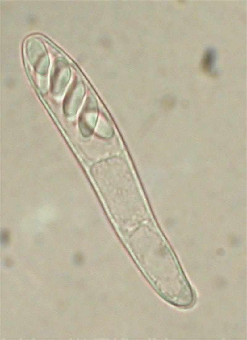 Ciliolarina pinicola (door Stip Helleman)