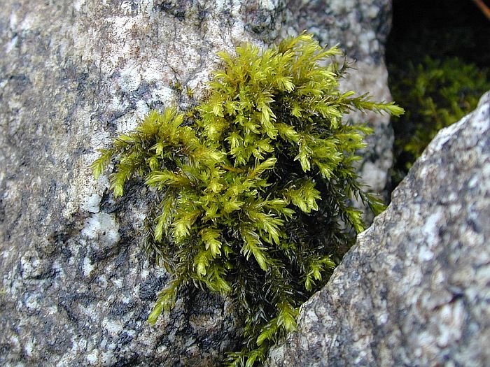 Cinclidotus fontinaloides (door Michael Lueth (www.milueth.de))