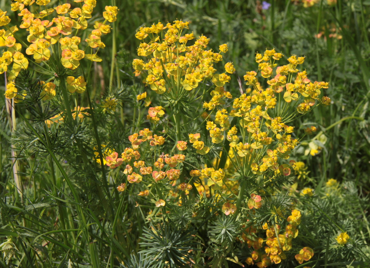 Euphorbia cyparissias (door Peter Meininger)