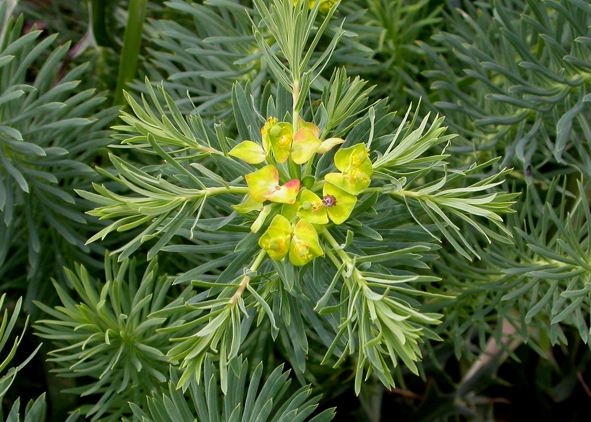 Euphorbia cyparissias (door Peter Meininger)