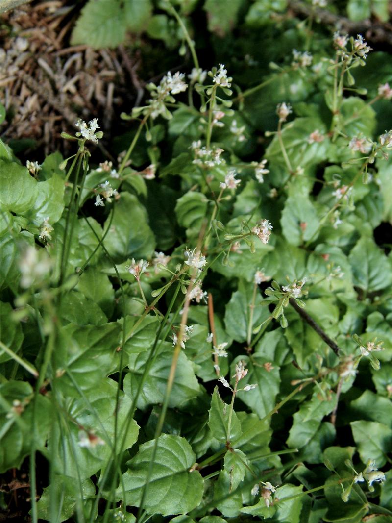 Circaea alpina (door Adrie van Heerden)