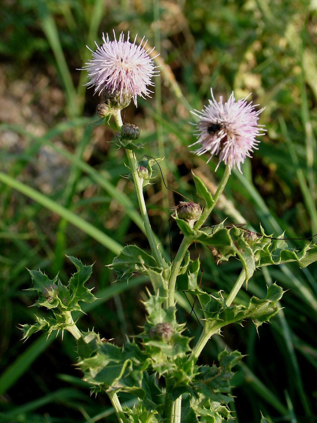 Cirsium arvense (door Adrie van Heerden)