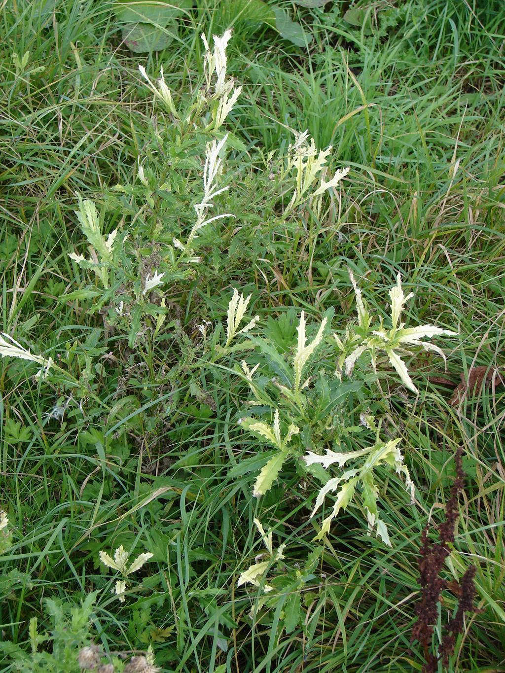 Cirsium arvense (door Adrie van Heerden)