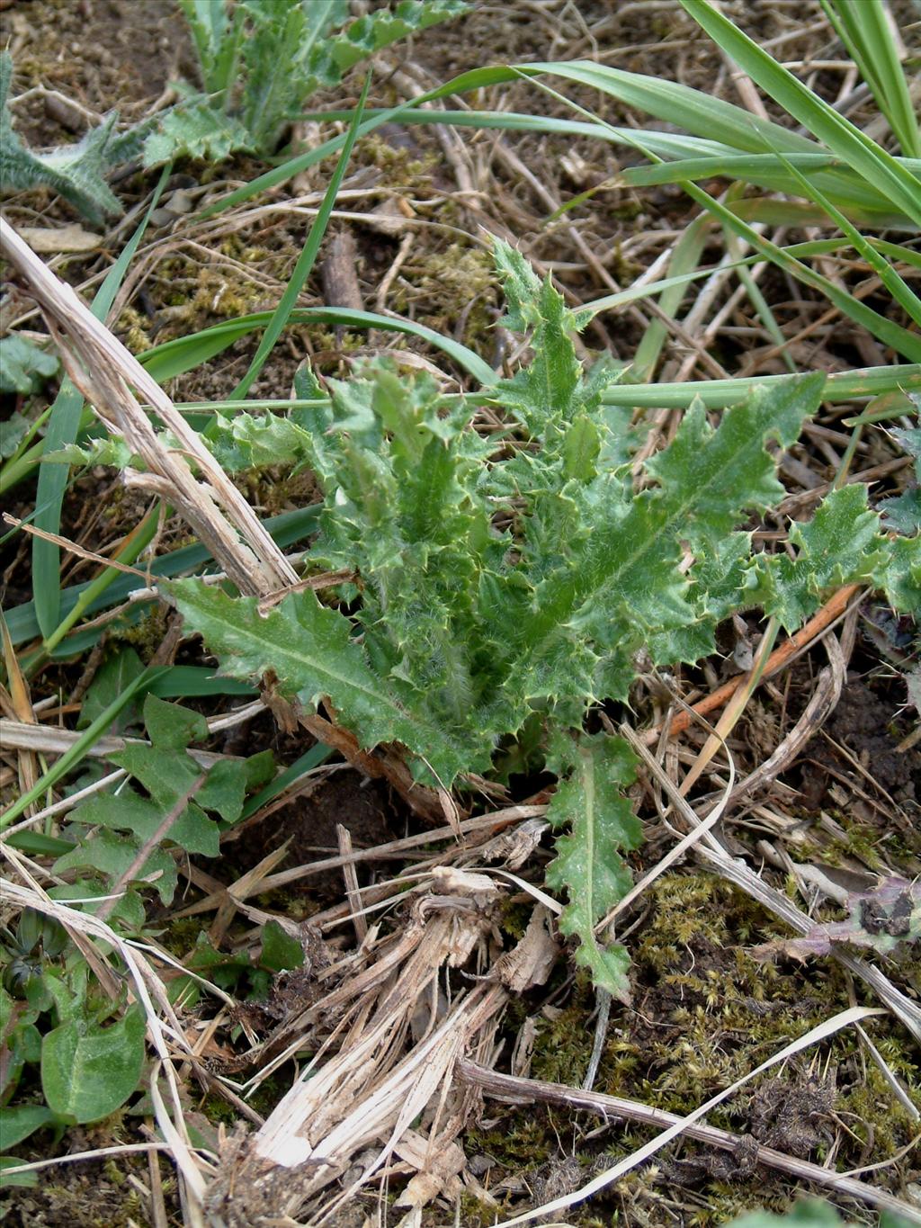 Cirsium arvense (door Adrie van Heerden)