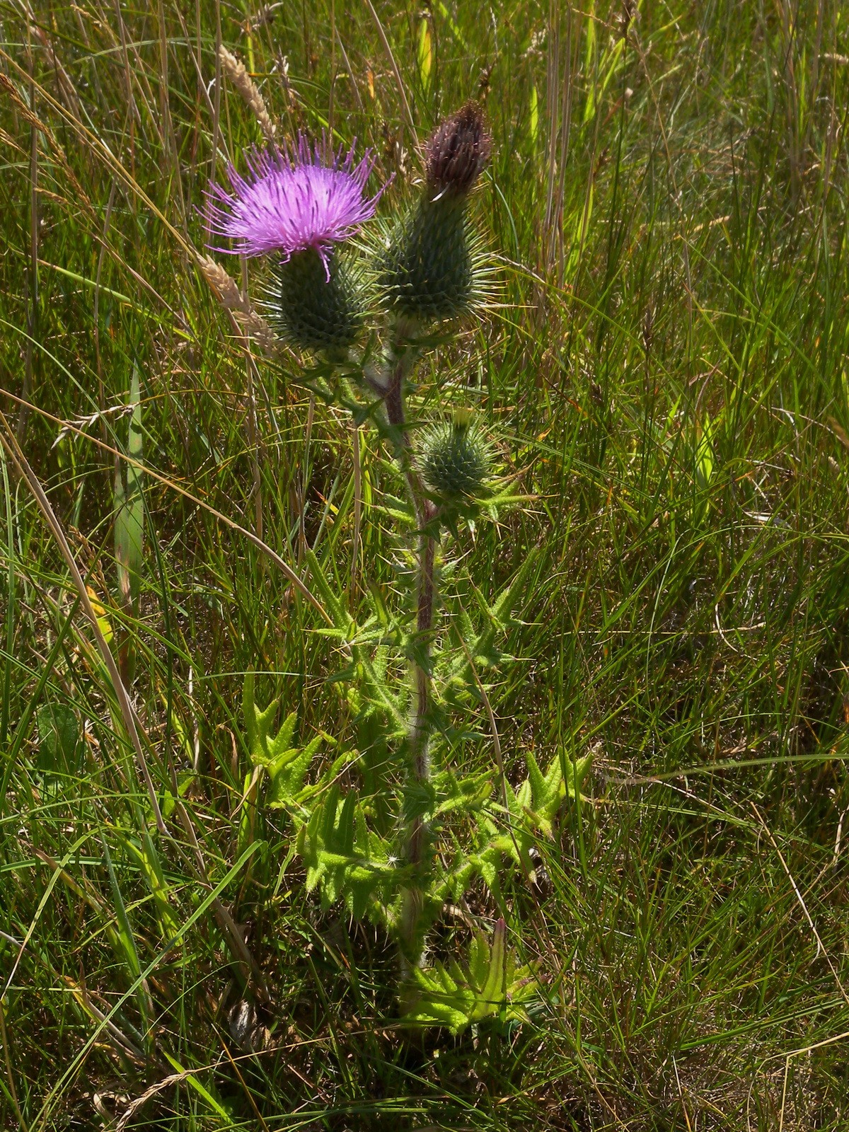 Cirsium vulgare (door Hans Toetenel)