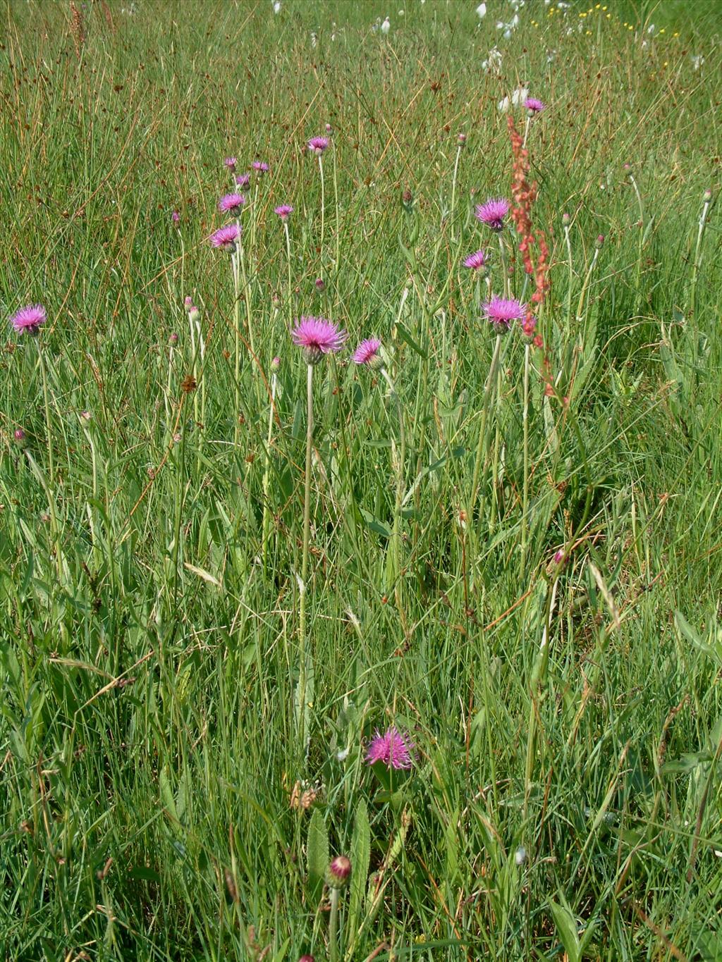 Cirsium dissectum (door Adrie van Heerden)