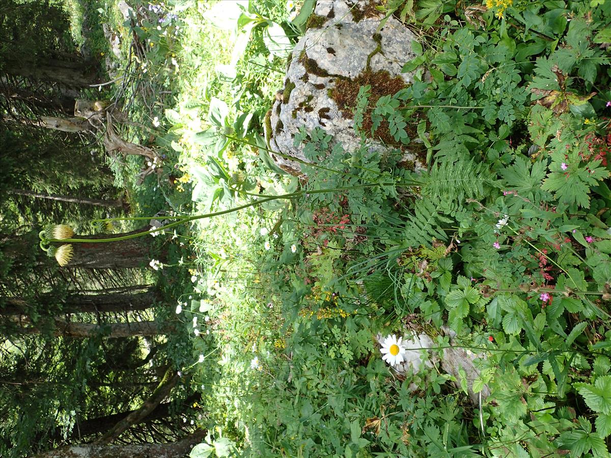 Cirsium erisithales (door Adrie van Heerden)