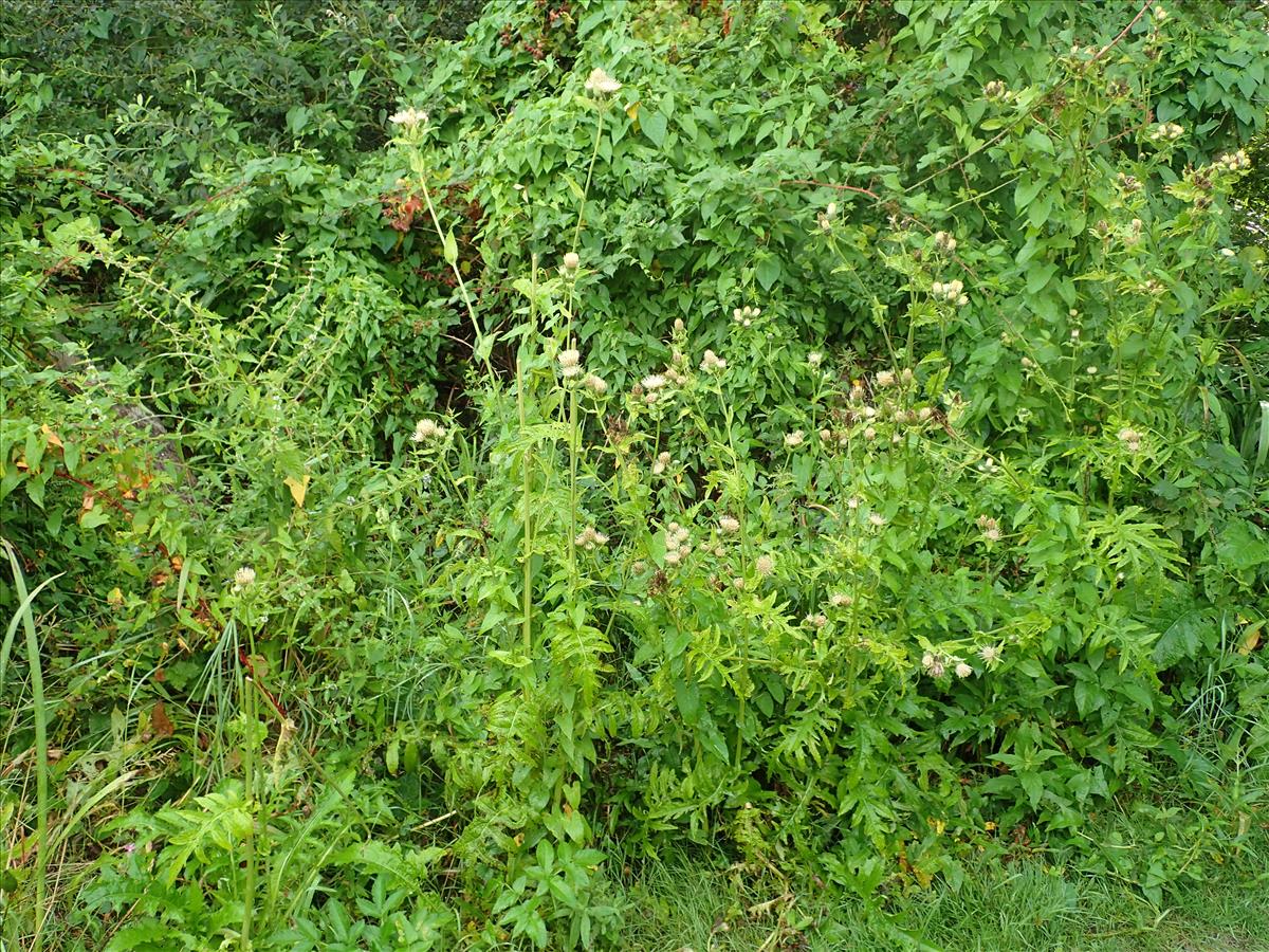 Cirsium oleraceum (door Adrie van Heerden)