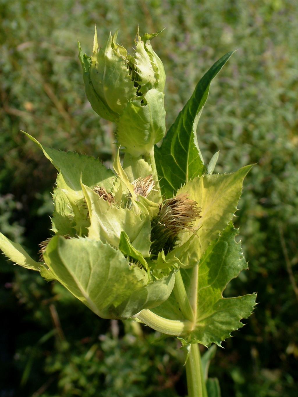 Cirsium oleraceum (door Adrie van Heerden)