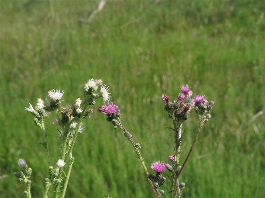 Cirsium palustre (door Pieter Stolwijk)