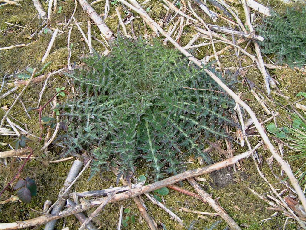 Cirsium palustre (door Adrie van Heerden)