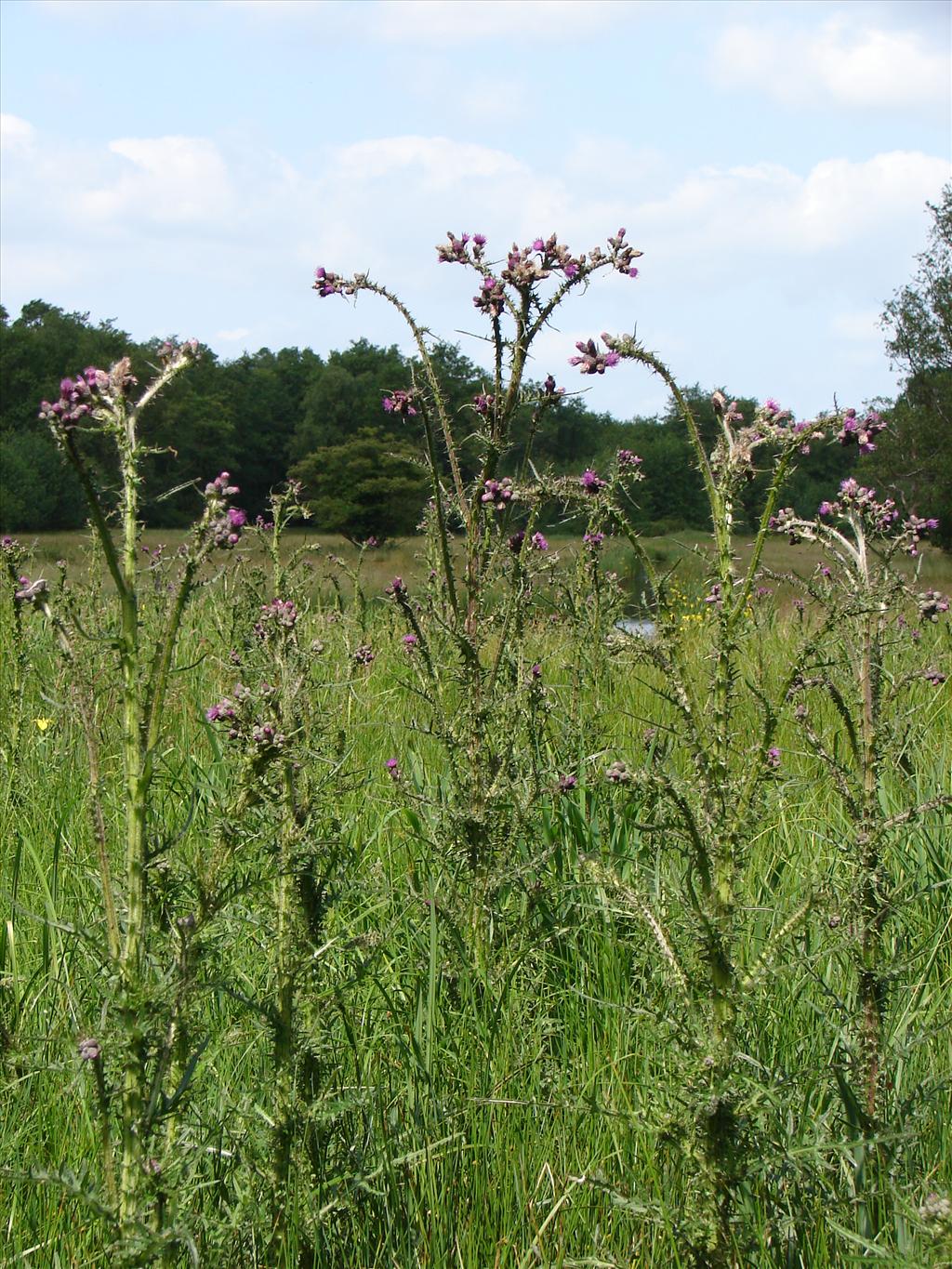 Cirsium palustre (door Adrie van Heerden)