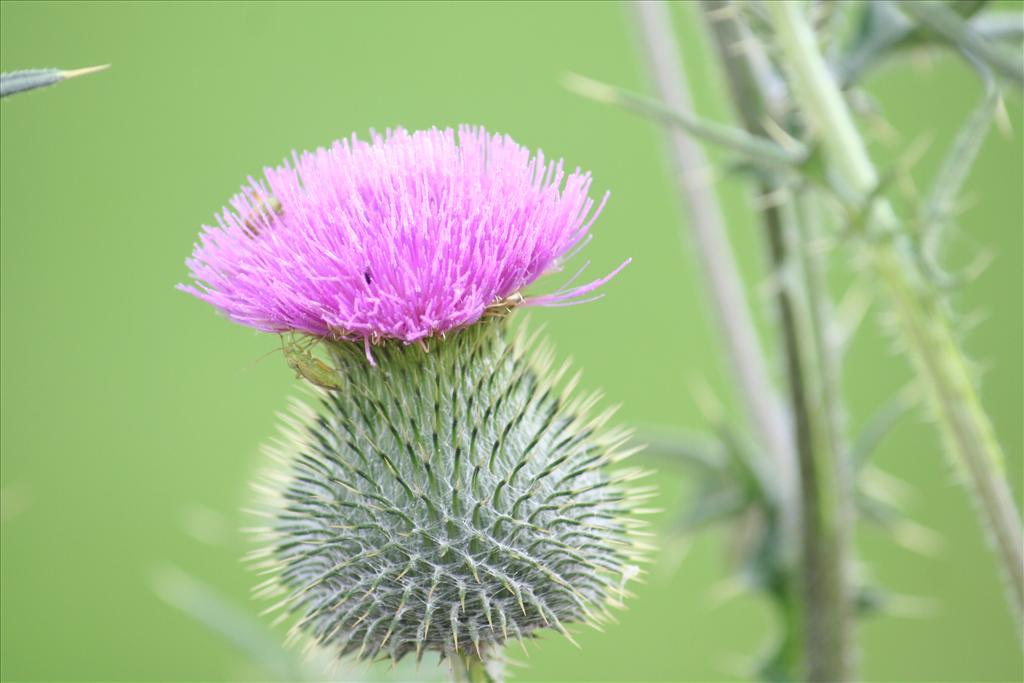 Cirsium vulgare (door Pieter Stolwijk)