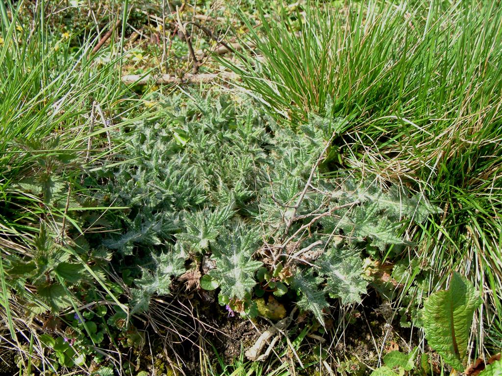 Cirsium vulgare (door Adrie van Heerden)