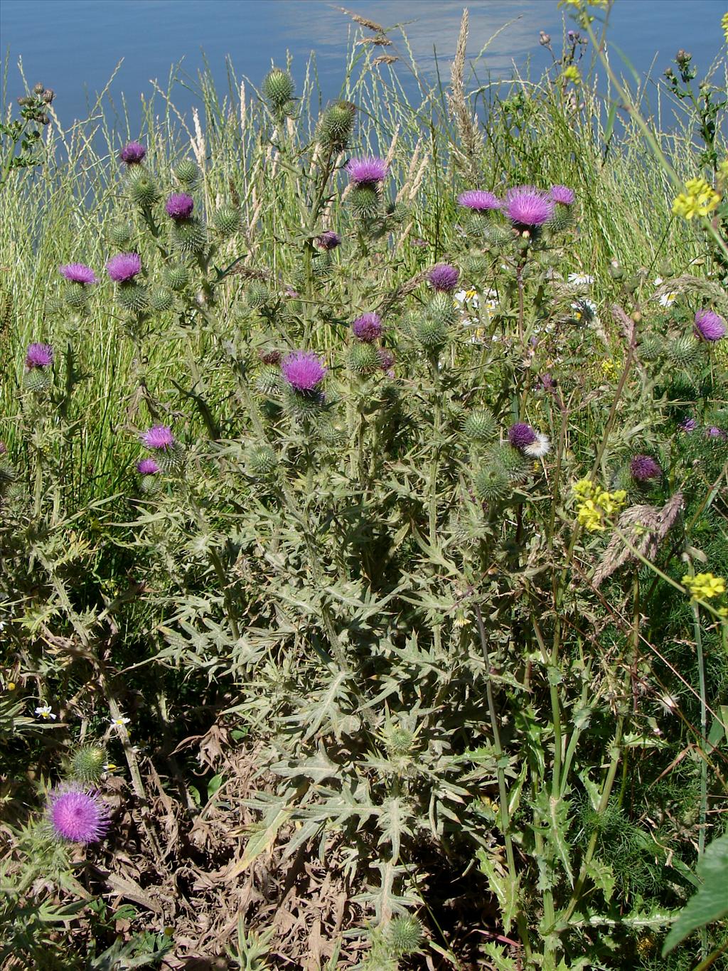 Cirsium vulgare (door Adrie van Heerden)