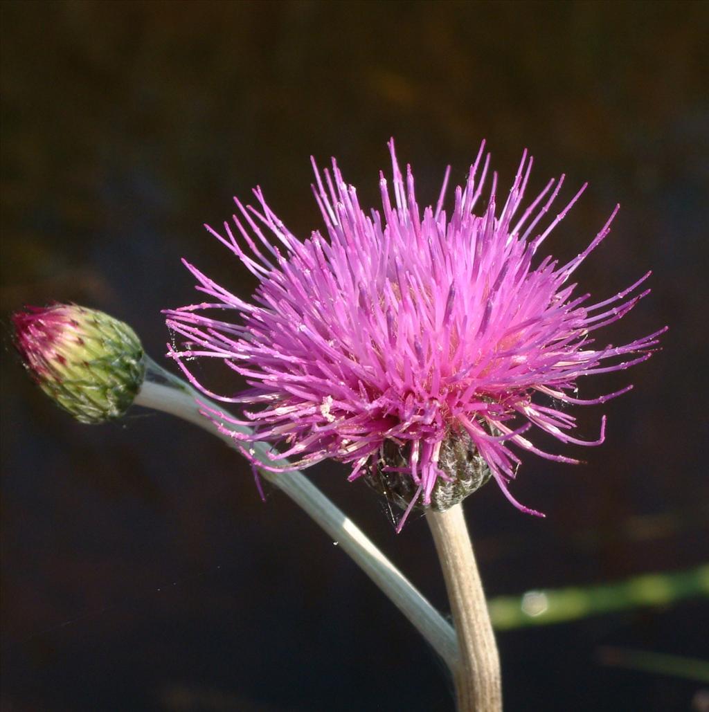 Cirsium x forsteri (door Adrie van Heerden)