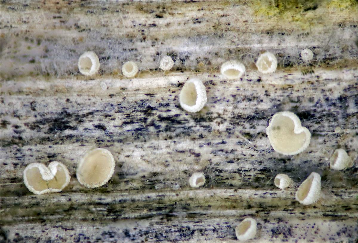 Cistella grevillei (door Menno Boomsluiter)