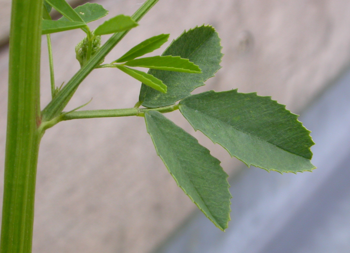 Melilotus officinalis (door Peter Meininger)