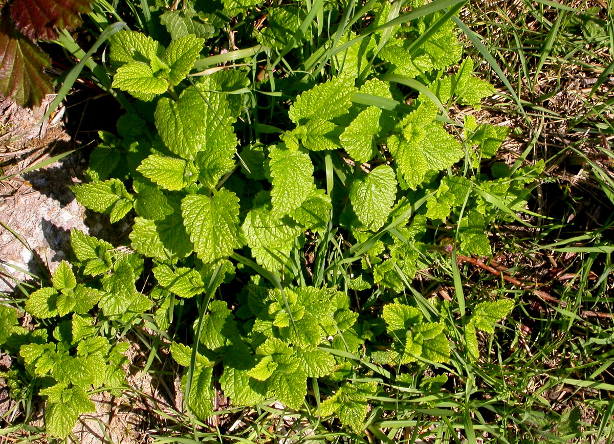 Melissa officinalis (door Peter Meininger)