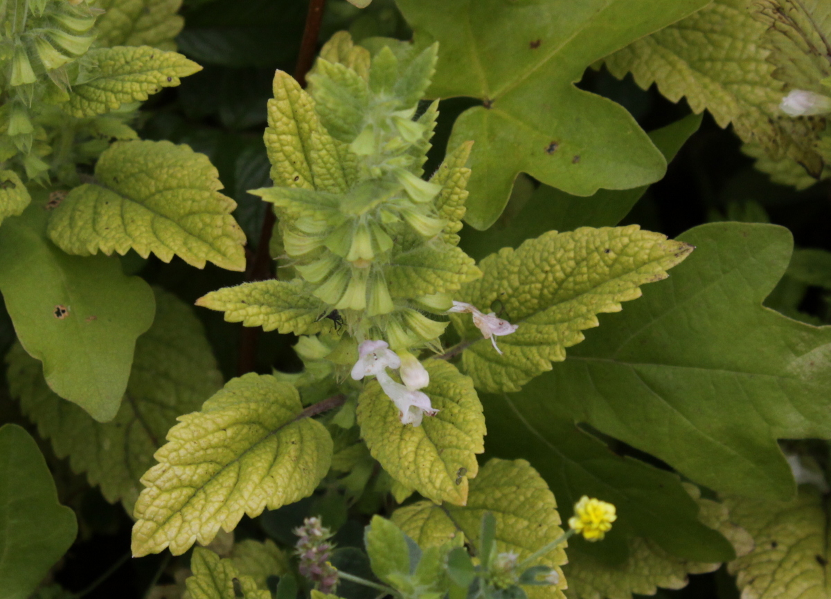 Melissa officinalis (door Peter Meininger)