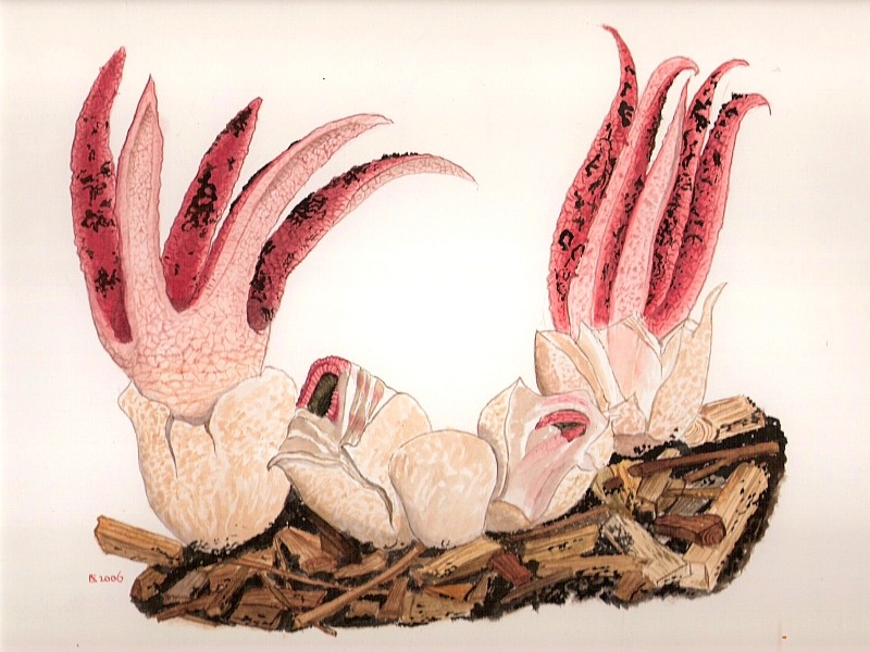 Clathrus archeri (door Eef Arnolds)