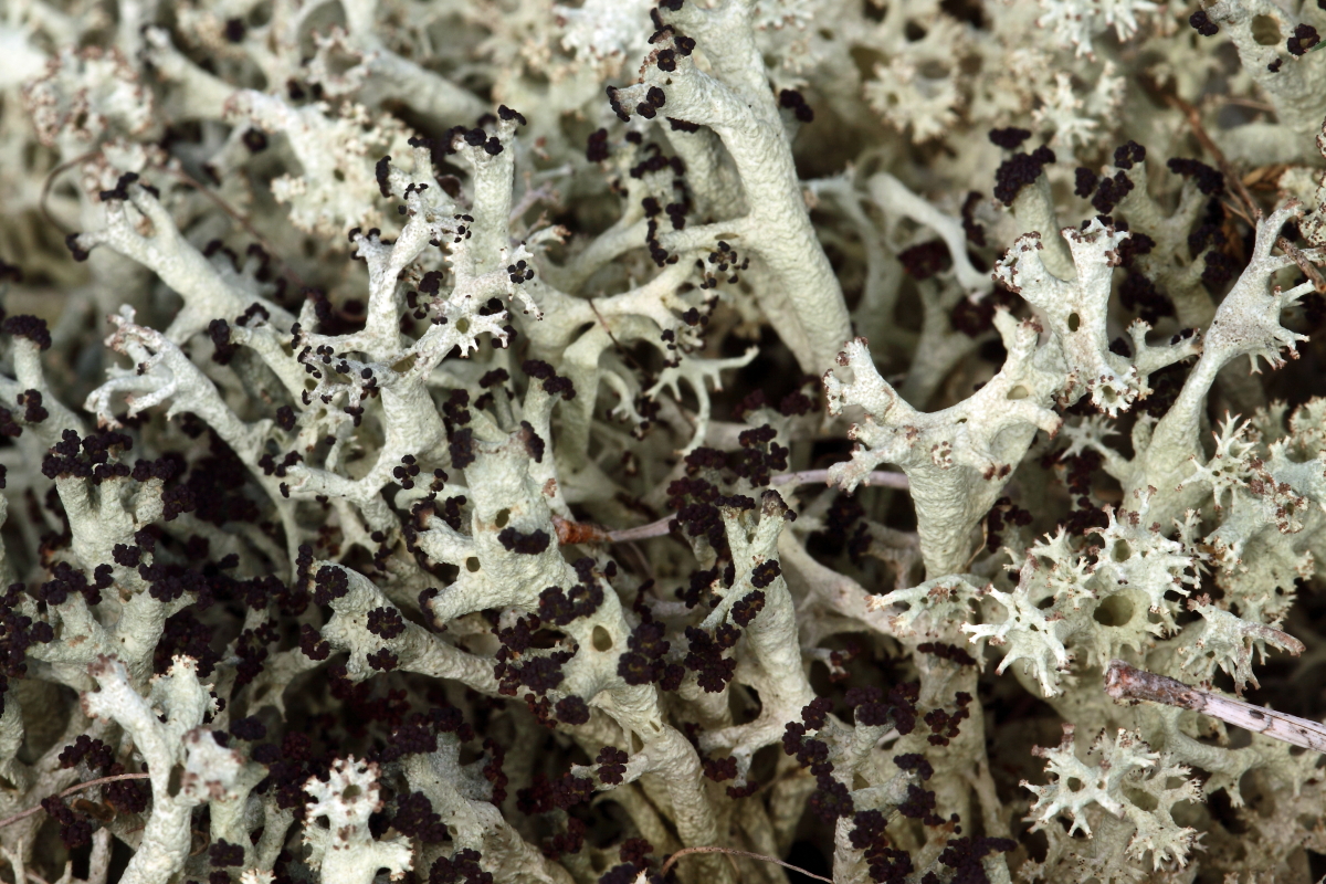Cladonia portentosa (door Klaas van der Veen)