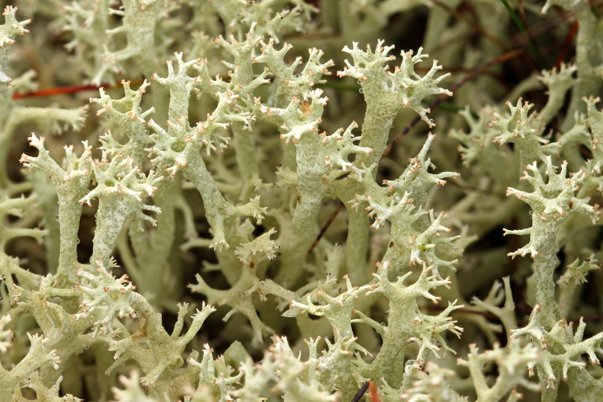Cladonia portentosa (door Klaas van der Veen)