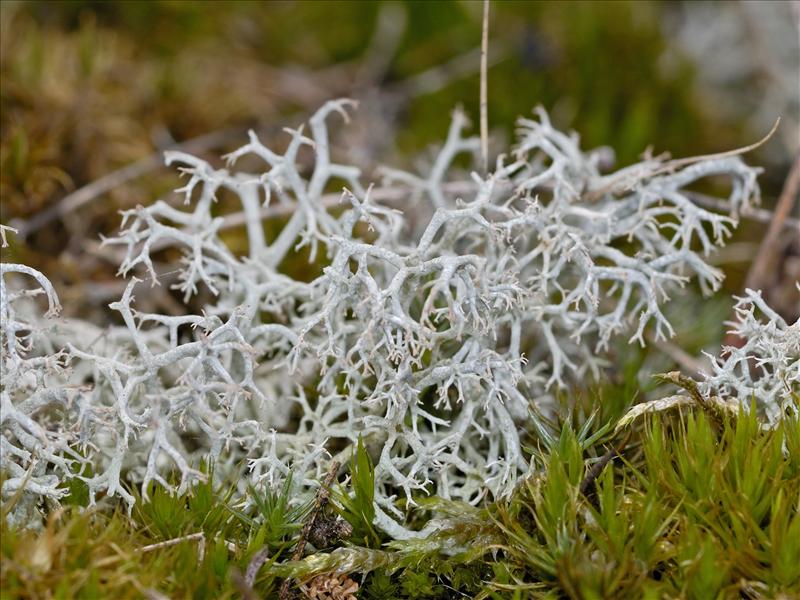 Cladonia portentosa (door Ab H. Baas)