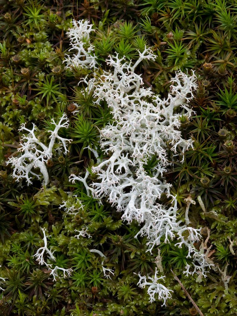 Cladonia portentosa (door Henk Visser)