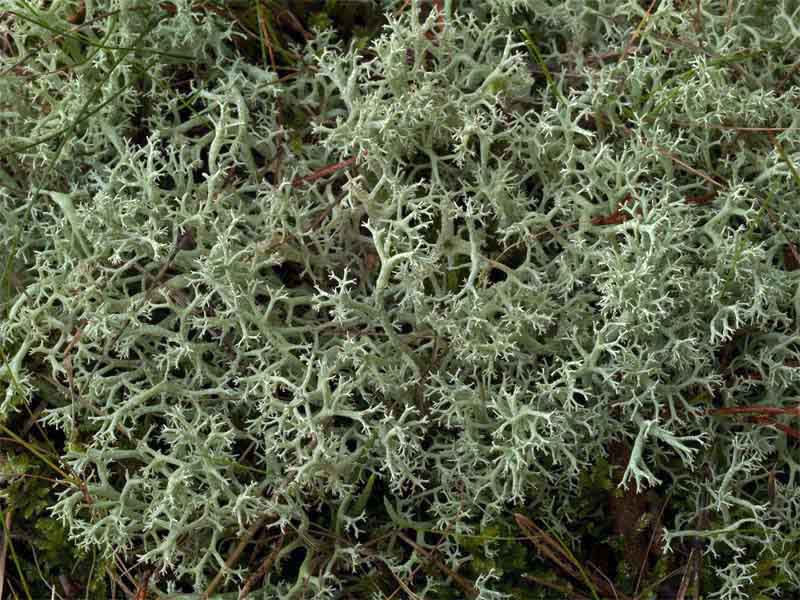 Cladonia portentosa (door Bart Horvers)