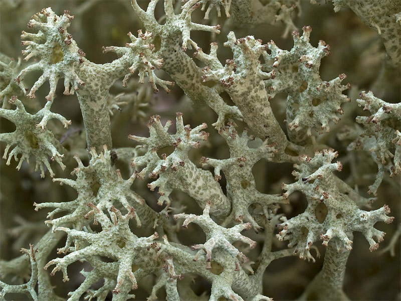 Cladonia portentosa (door Bart Horvers)