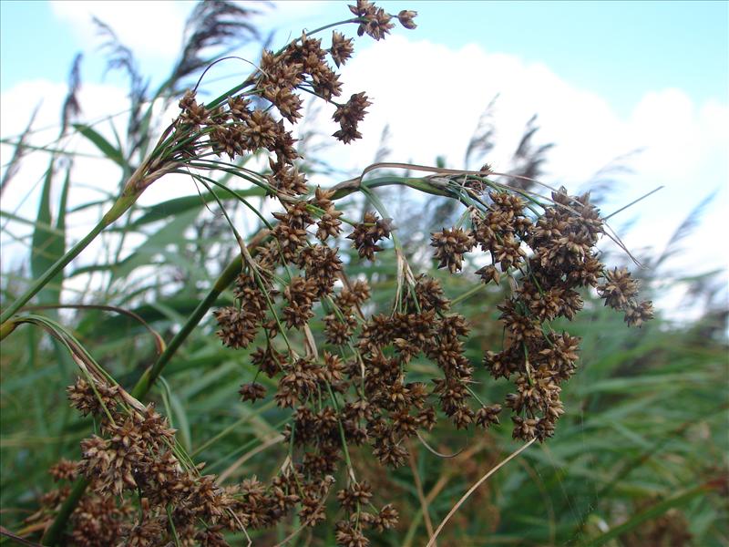 Cladium mariscus (door Adrie van Heerden)