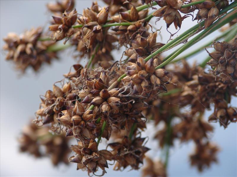 Cladium mariscus (door Adrie van Heerden)