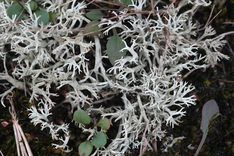 Cladonia arbuscula (door Laurens Sparrius)