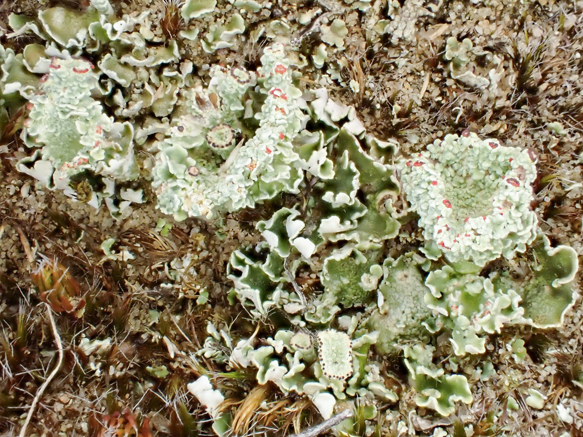 Cladonia borealis (door Arne van Wingerden)
