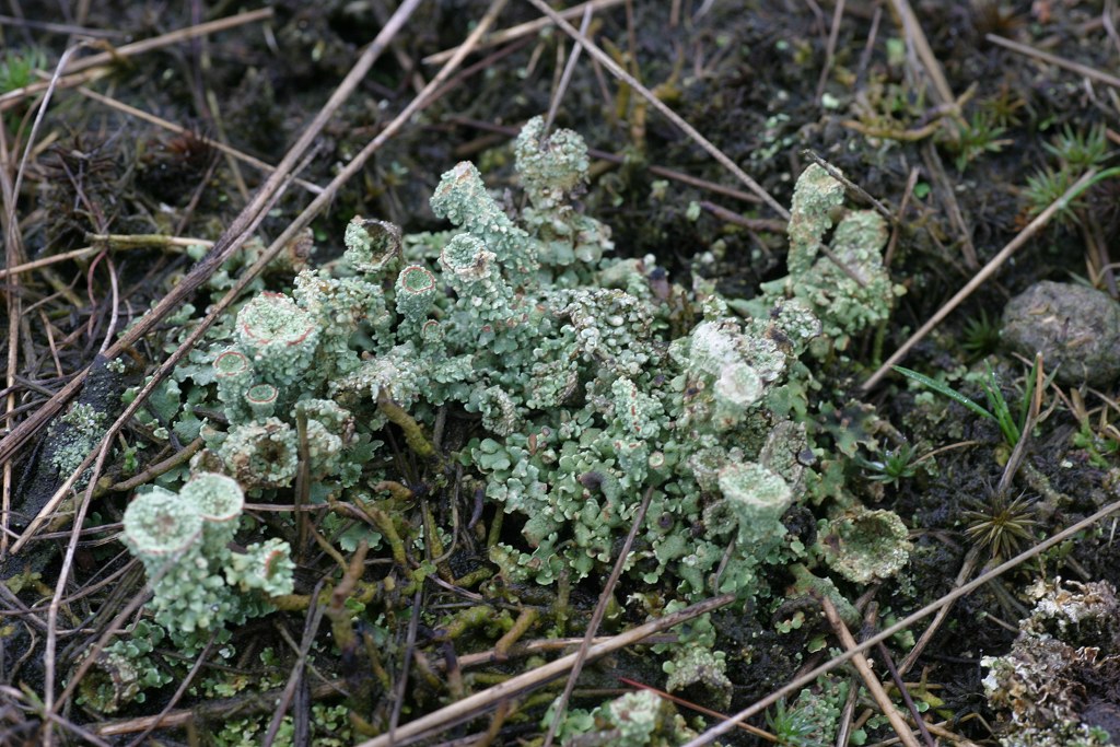 Cladonia borealis (door Christophe Brochard)