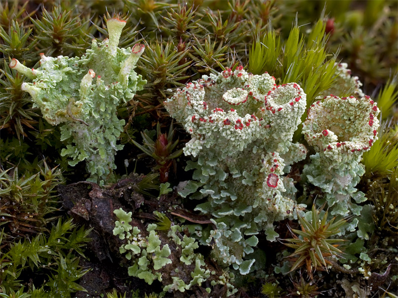 Cladonia borealis (door Bart Horvers)