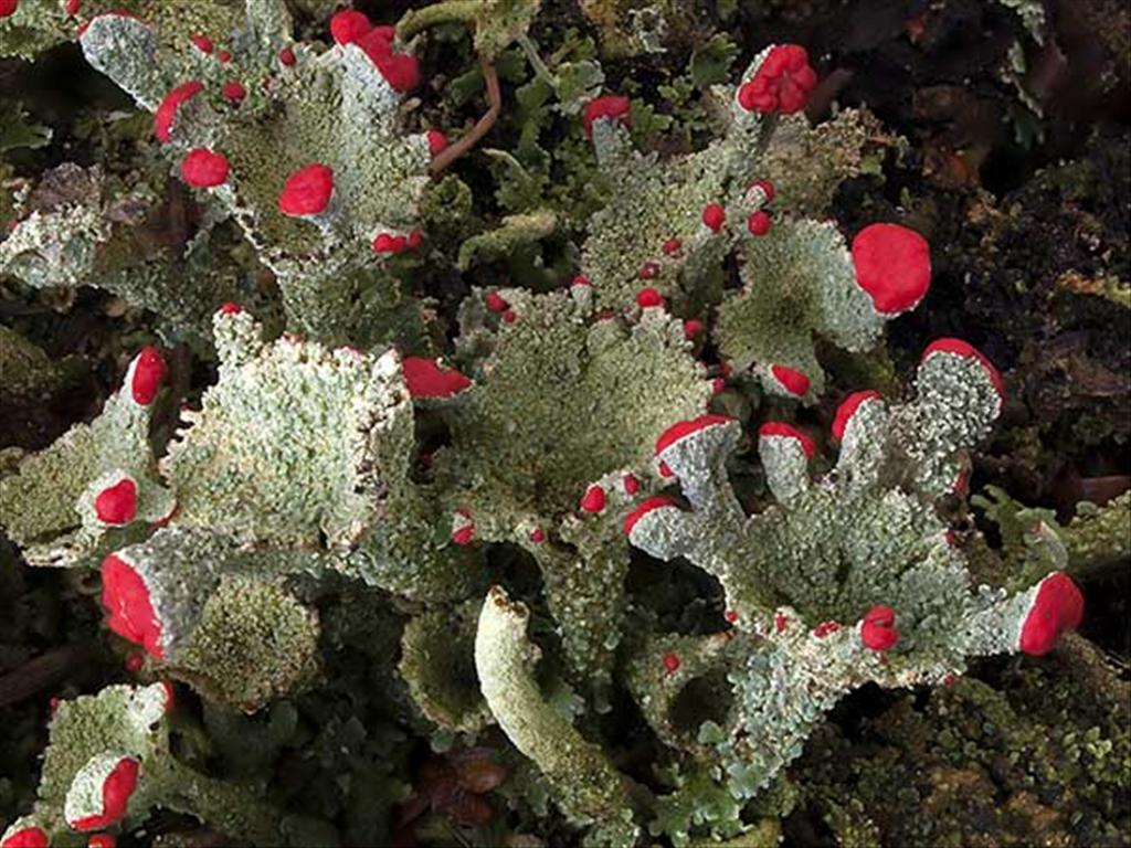 Cladonia coccifera (door Bart Horvers)