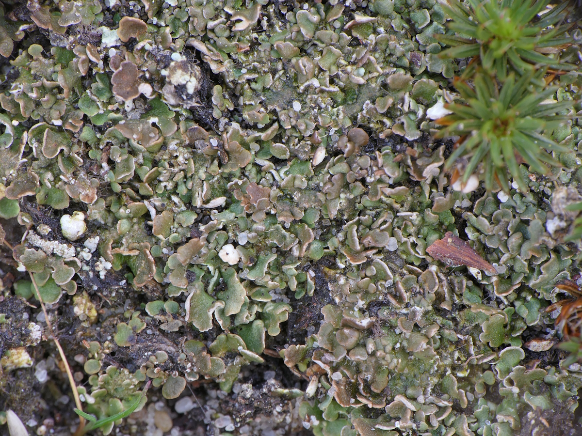 Cladonia brevis (door Henk-Jan van der Kolk)