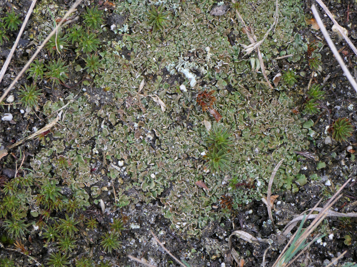 Cladonia brevis (door Henk-Jan van der Kolk)