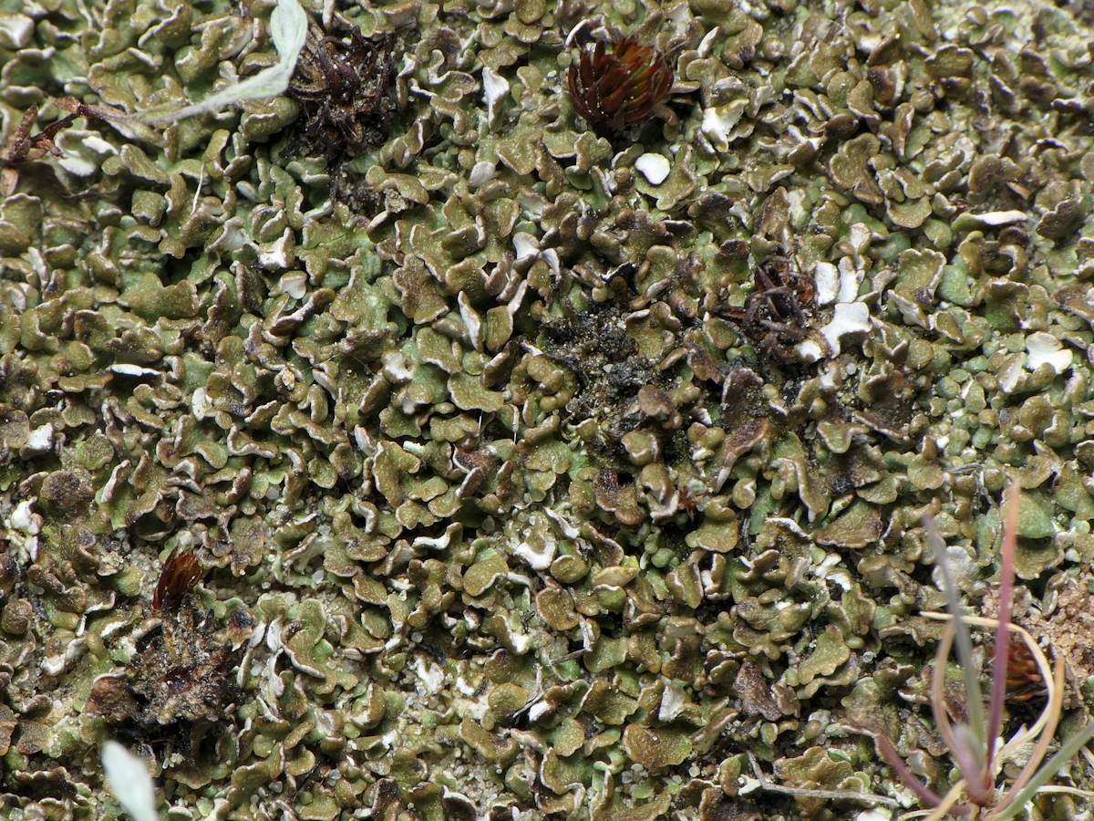 Cladonia brevis (door Henk-Jan van der Kolk)